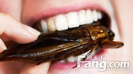 日本生吃面包爬出活蟑螂!日本生莫非都吃蟑螂长大的?