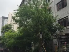 裕德路66弄 2室0厅 南