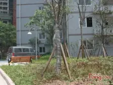 奥体街坊邻居正规两室随时看房 旁边就是新世纪