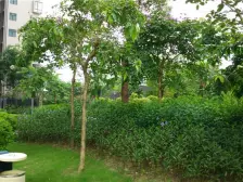 碧桂园御湖城实用温馨三房,南向望花园