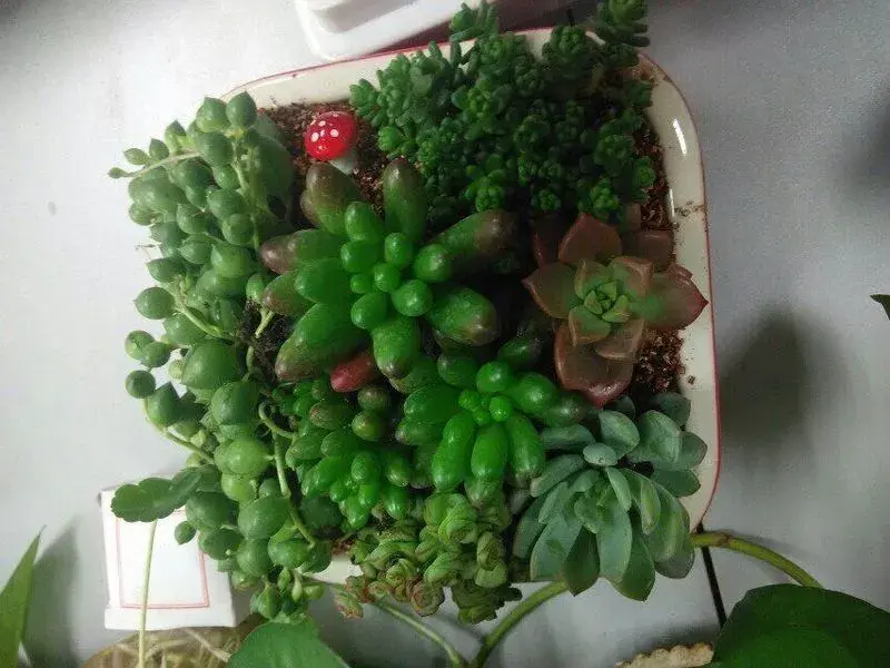 多肉花卉养殖方法 wKgEK1UwneSIJyAfAAFKrP8l6Y0AAMAfAOswaQAAUrE147.jpg