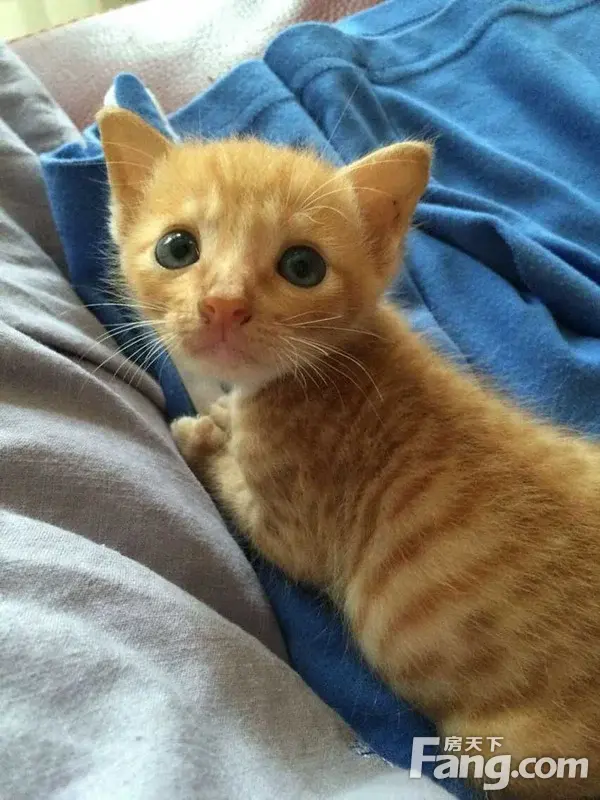 主题:黄斑小奶猫找领养