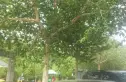 望京花园东区实景图